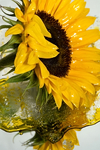 Fiche d'identité : Huile végétale de tournesol.