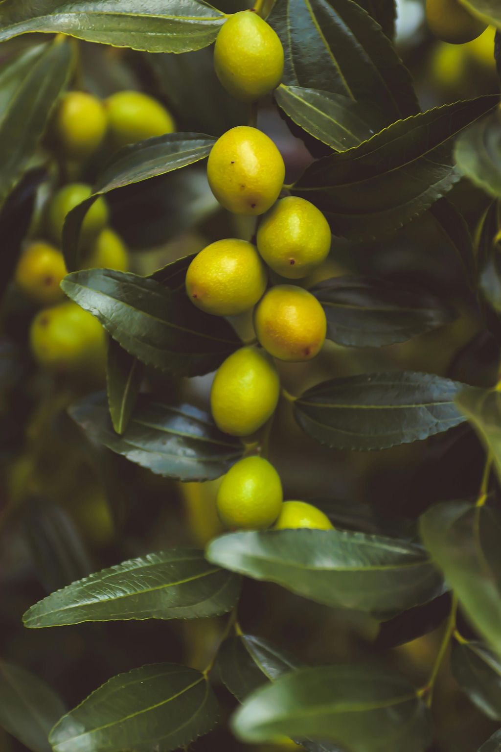 Molécules actives huile d'olive.