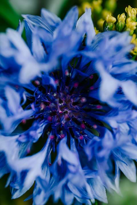 L'hydrolat de bleuet comme bain de bouche