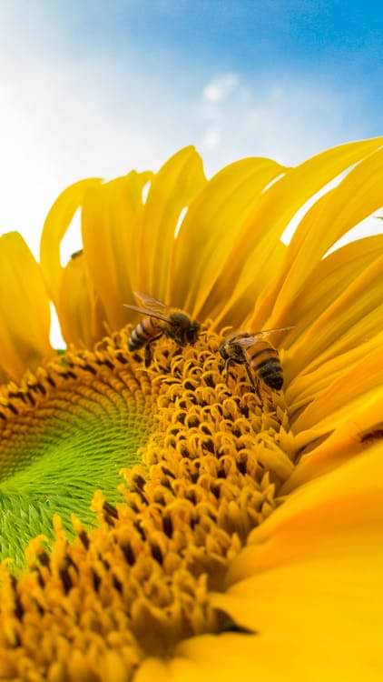 Comment soulager une piqûre d’insecte ?