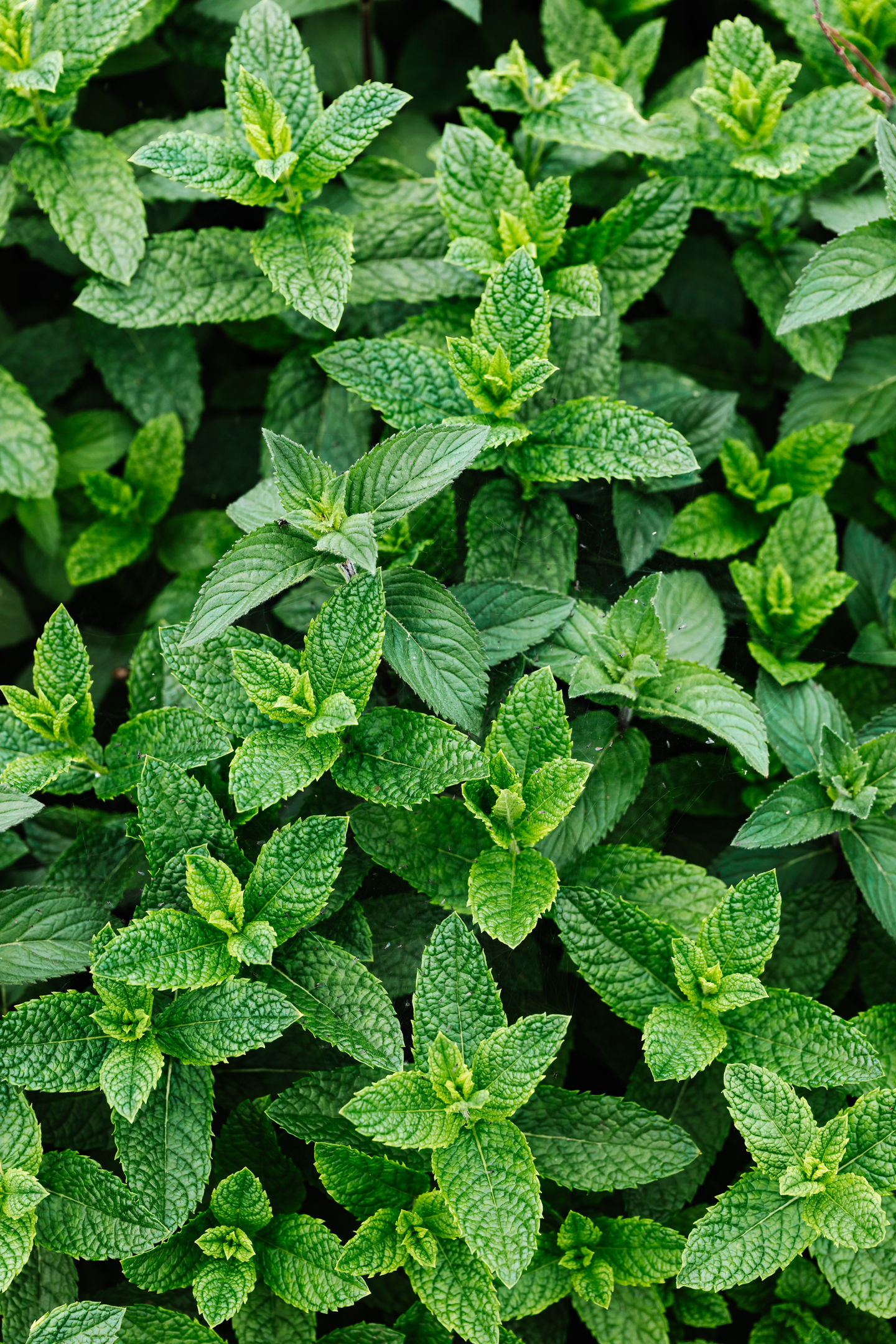 Huile essentielle de menthe poivrée : anti-inflammatoire ?