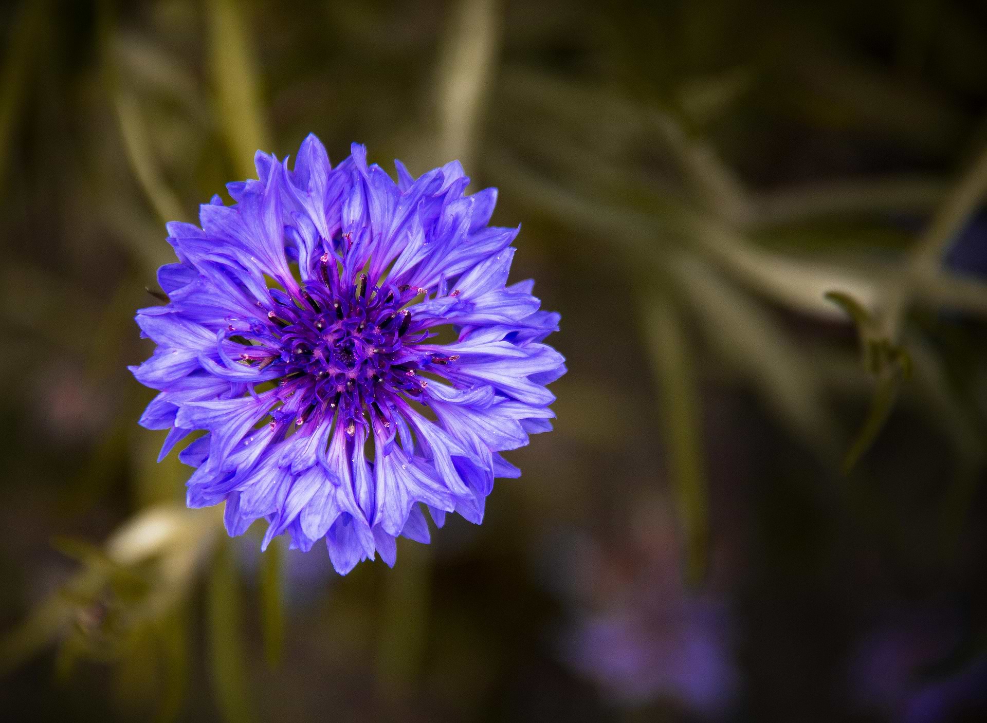 Soigner naturellement un chalazion avec l'hydrolat de bleuet ?