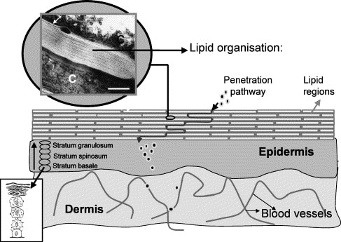 Organisation des lipides dans la barrière cutanée.
