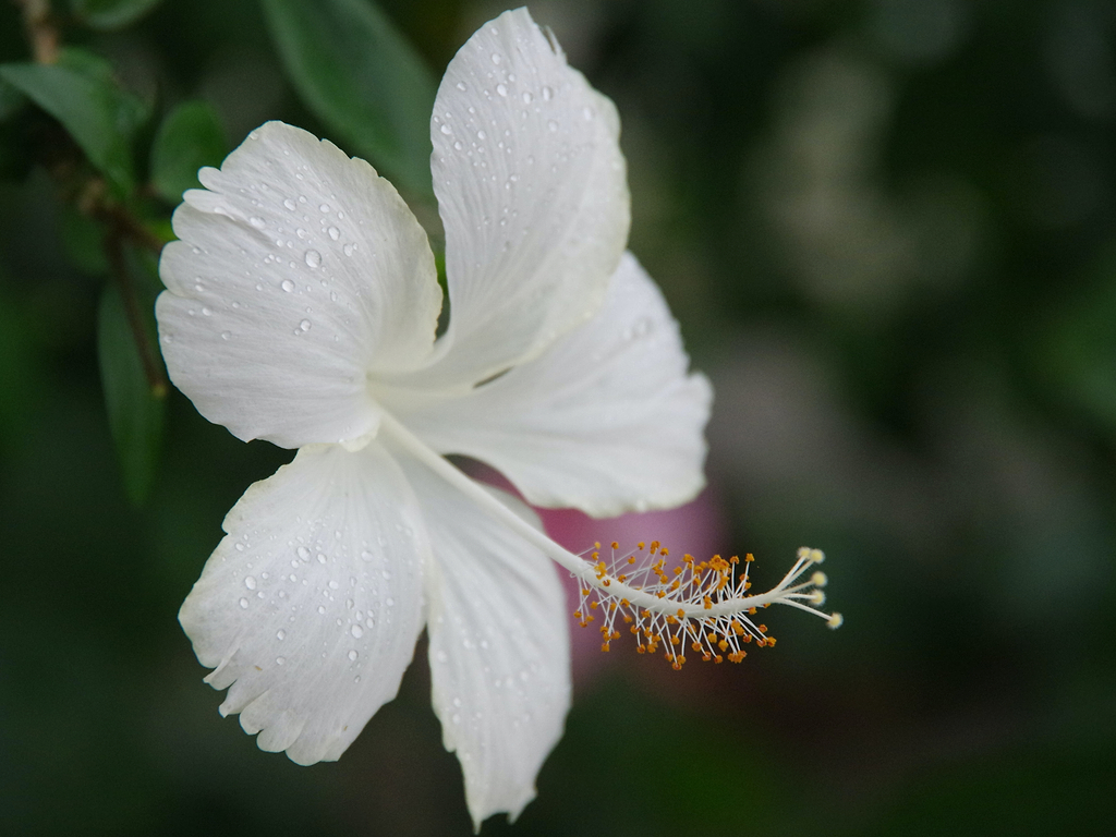 Informations sur l'huile végétale d'hibiscus.
