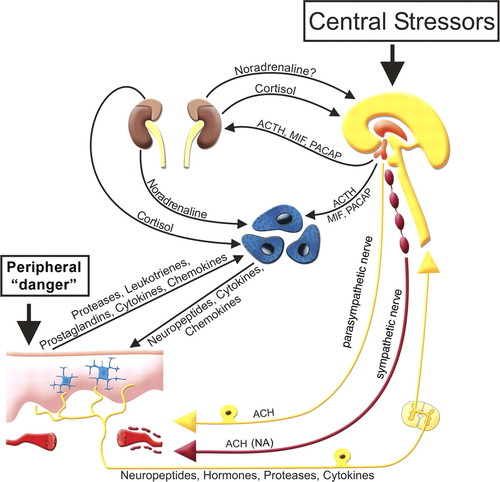 Représentation schématique de la peau comme un organe neuroimmunoendocrinien.