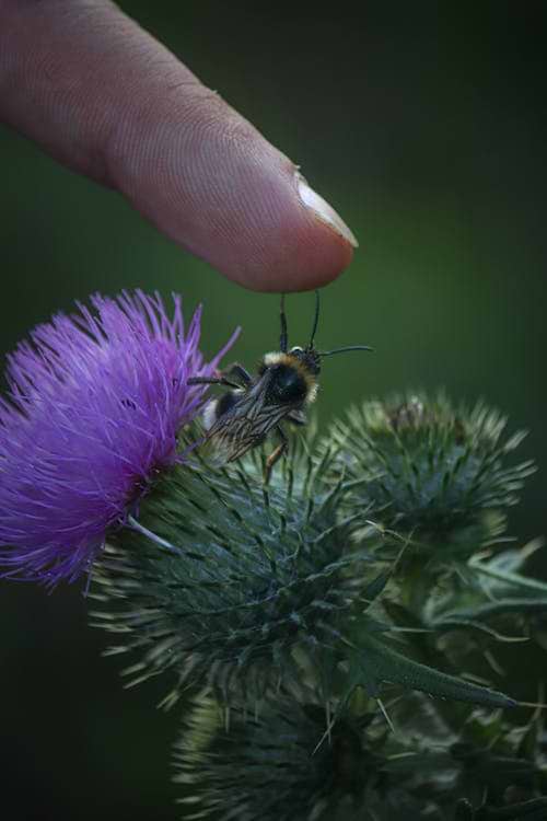 Comment réagir face à une piqûre d’insecte ?