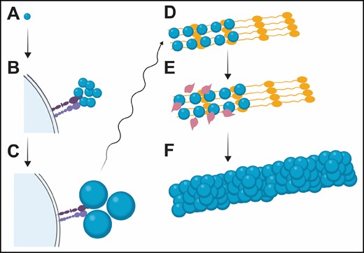 La formation de fibres d'élastine à partir de la tropoélastine sécrétée par les fibroblastes (élastogenèse).