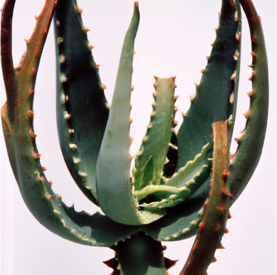 Effet de l'aloe vera sur les vergetures.