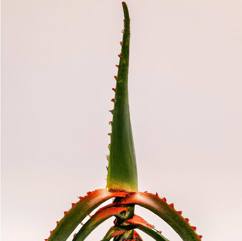 Le gel d'aloe vera pour soulager l'eczéma.