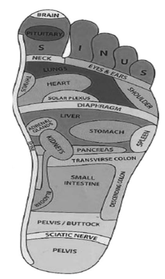 Points de réflexologie plantaire.