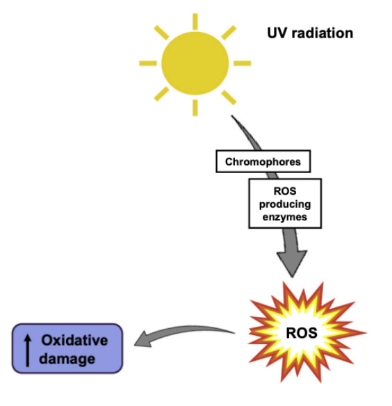 Schéma récapitulatif de la génération de stress oxydatif par l'exposition au soleil.