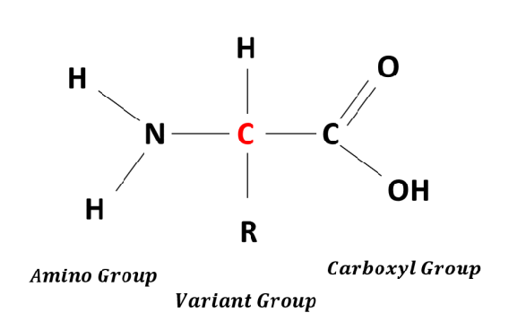 La structure chimique des acides aminés.