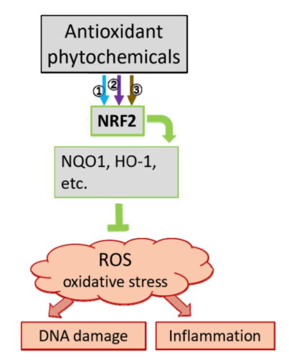 Schéma de l'activation et de l'action du système NRF2.