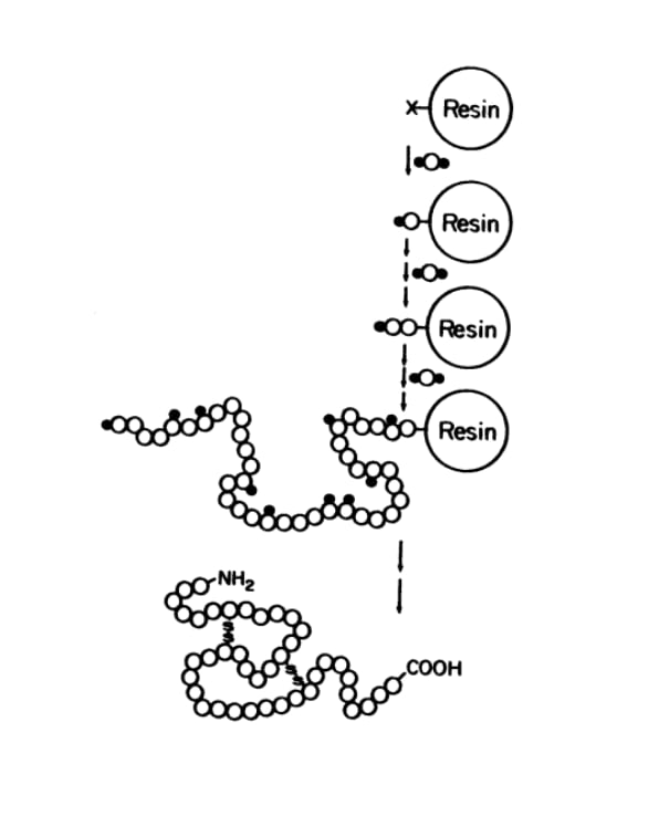 Processus général de la synthèse sur phase solide.