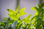 Fiche d'identité : Hydrolat de verveine citronnée.