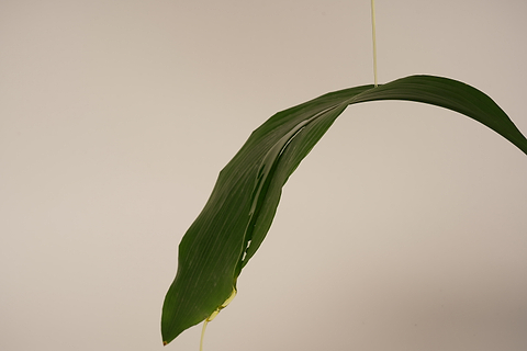 Quelle(s) huile(s) utiliser pour les peaux grasses ?