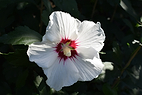 Fiche d'identité : Huile végétale d'hibiscus.