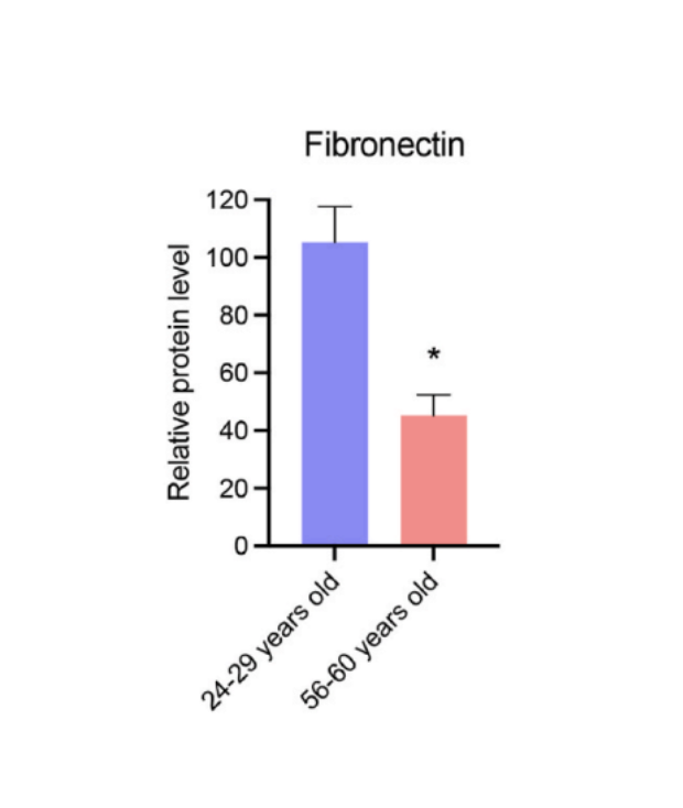 Niveaux de fibronectine dans des biopsies de donneurs jeunes et âgés.