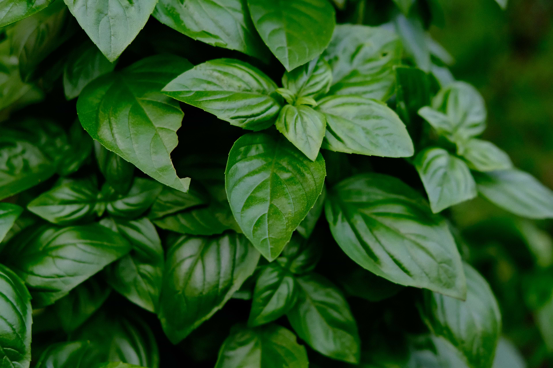 Fiche d'identité : Huile essentielle de basilic doux à linalol.