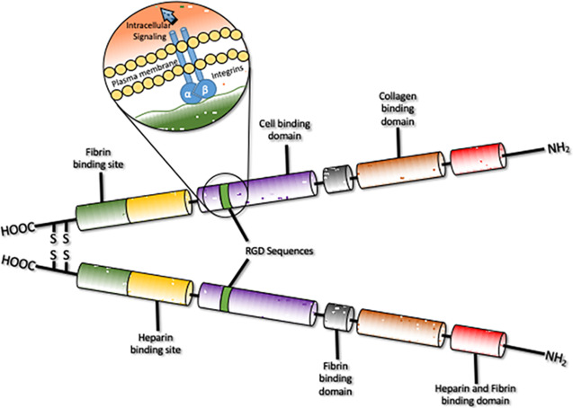 Structure de la fibronectine (chaque domaine a des sites de liaison pour les récepteurs cellulaires et les molécules de la matrice extracellulaire).