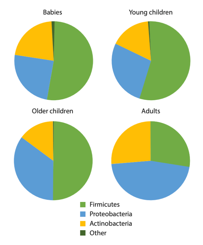 Les différences de flore bactérienne chez les bébés, les enfants et les adultes.