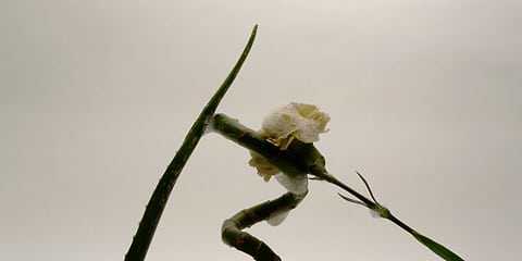 Bienfaits huile essentielle d'eucalyptus globulus