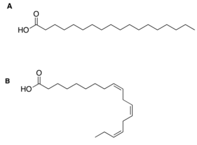 Acide gras saturé (A : acide stéarique) et insaturé (acide α-linolénique).