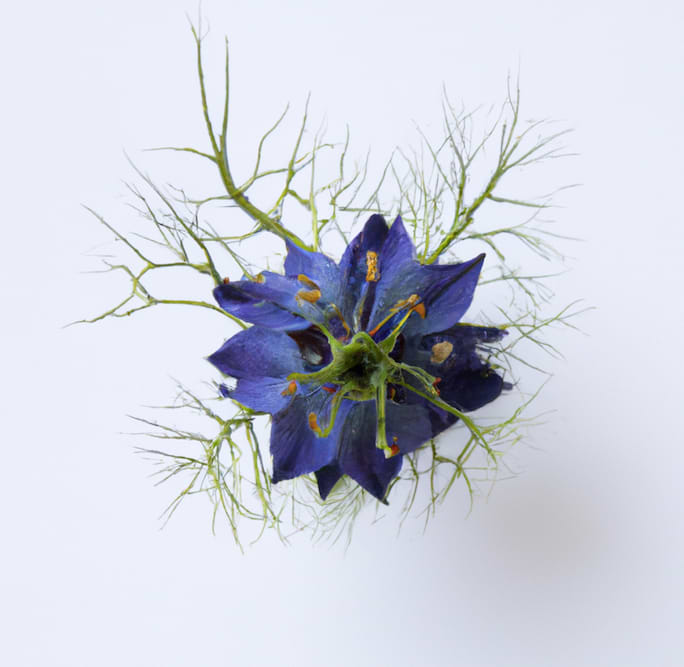Fiche d'identité : Huile végétale de nigelle.