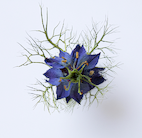 Fiche d'identité : Huile végétale de nigelle.