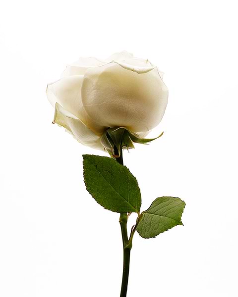 Rose blanche et types de peau.