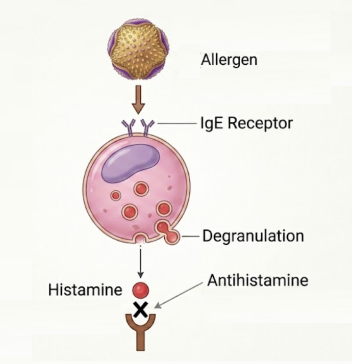 Le mécanisme d'action des antihistaminiques.