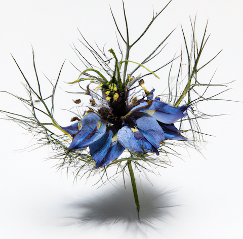 Composition biochimique huile de nigelle.