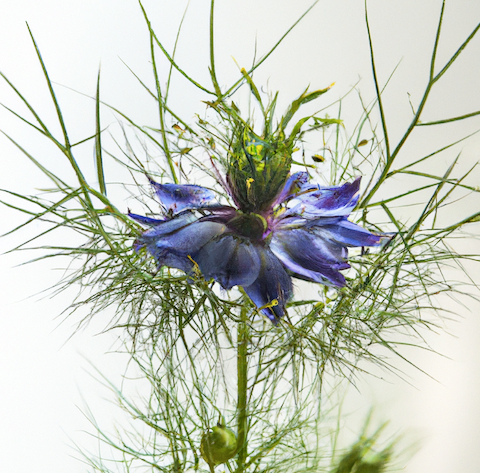 Tout savoir sur l'huile de nigelle.