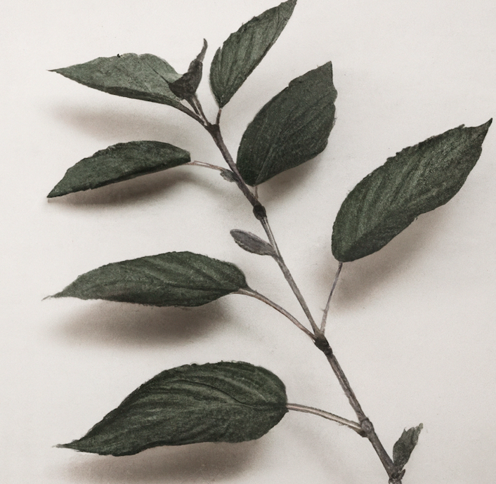 Informations phytostérols.