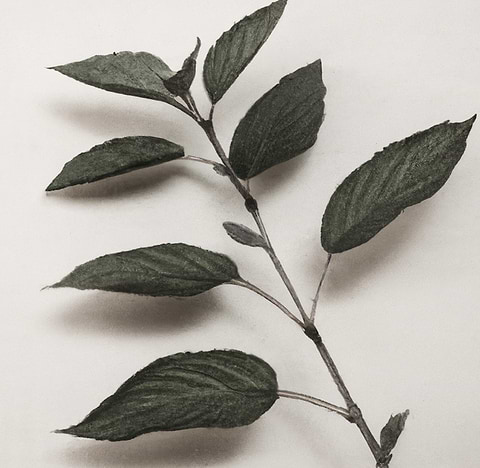 Informations phytostérols.