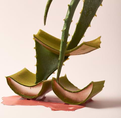 Le gel d'aloe pour soulager les brûlures ?