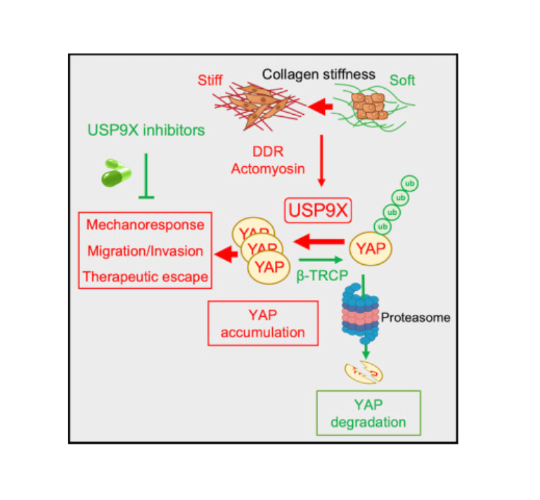 Mécanisme de stabilisation de YAP par USP9X en réponse à la rigidité de la matrice extracellulaire et impact sur l'évolution des cellules de mélanome.