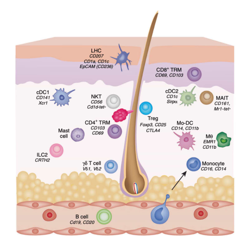 Les différents types de cellules immunitaires dans la peau humaine.