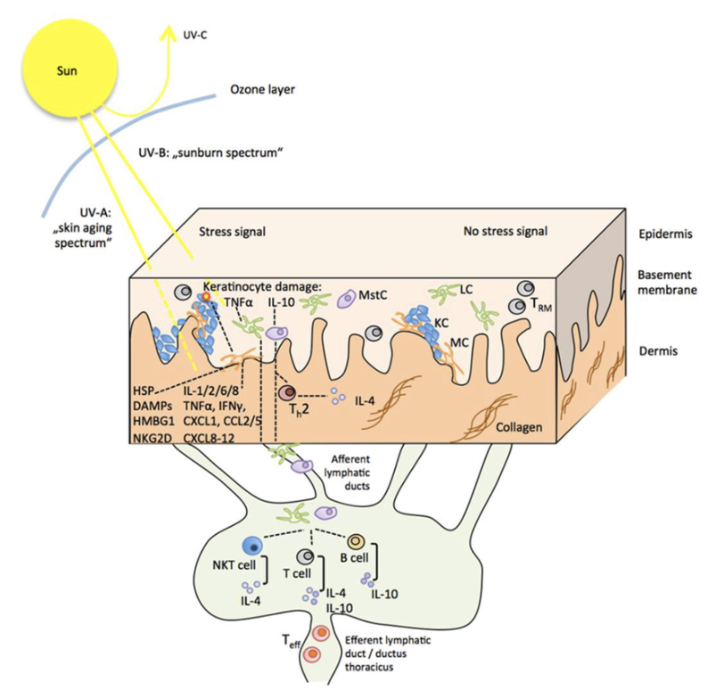Les effets biologiques du soleil sur la peau.