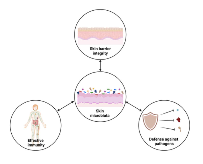 Le rôle du microbiome cutané.