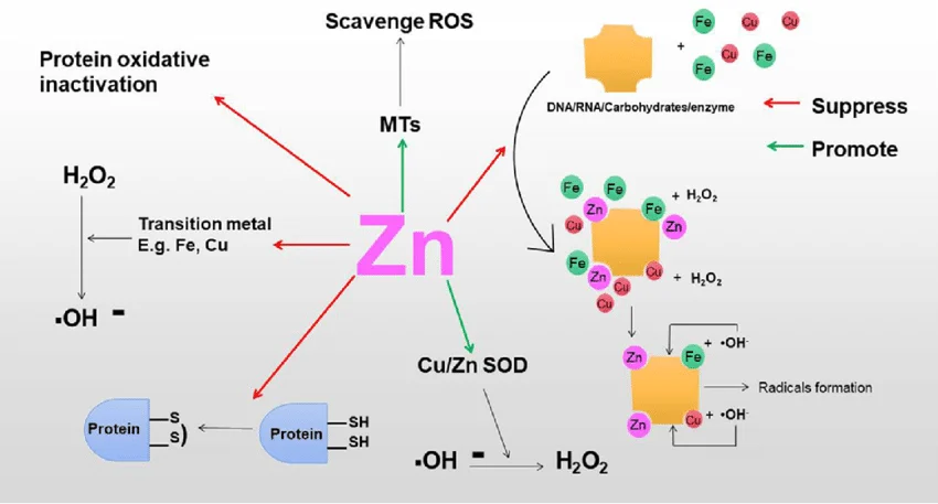 Les effets antioxydants du zinc.