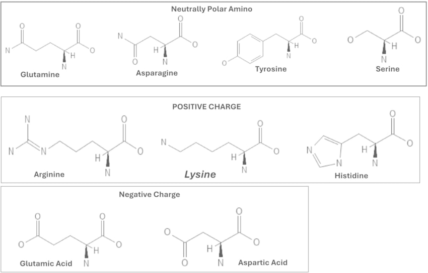 Structures des acides aminés polaires classés par charge.