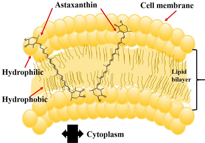 Vue schématique de la position de la molécule d’astaxanthine à la membrane cellulaire.