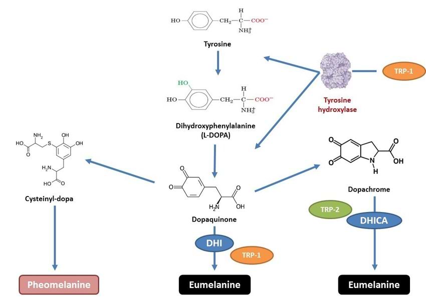 Voies de biosynthèse de la mélanine.