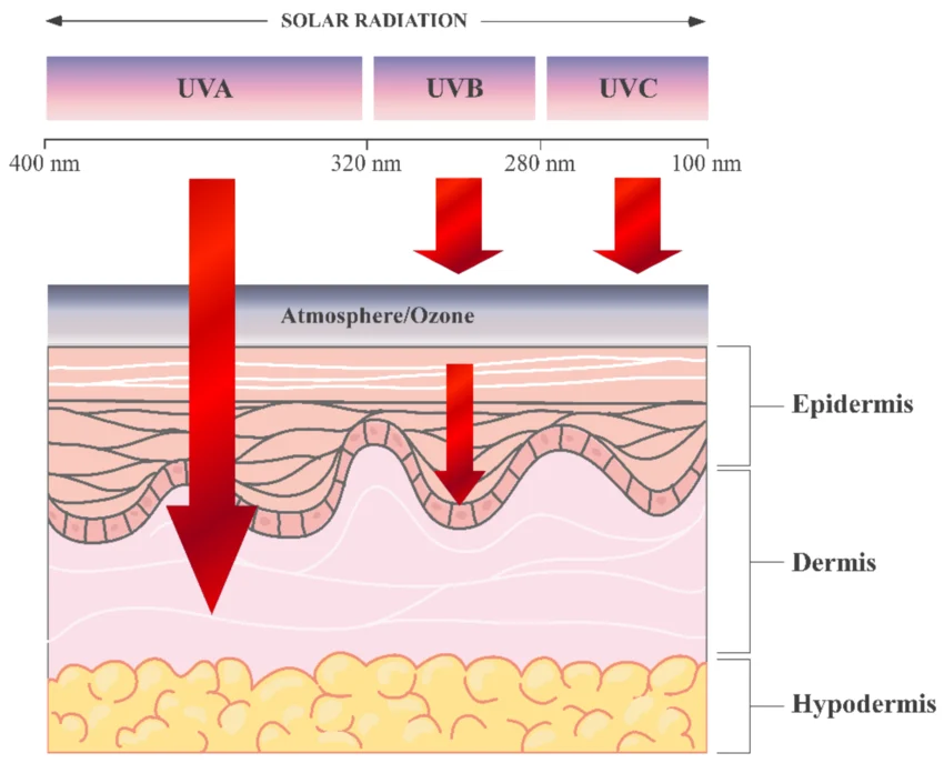 Pénétration des rayons UV dans la peau.