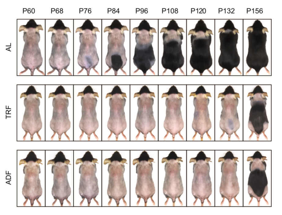Progression de la repousse des poils chez les souris AL, TRF et ADF.