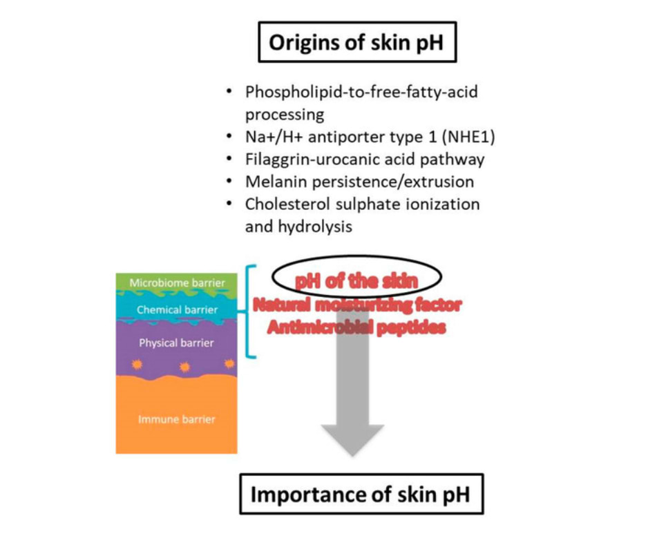 L'origine et l'importance du pH de la peau.
