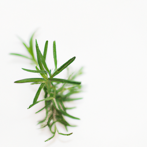 Le romarin, un anti-inflammatoire naturel.