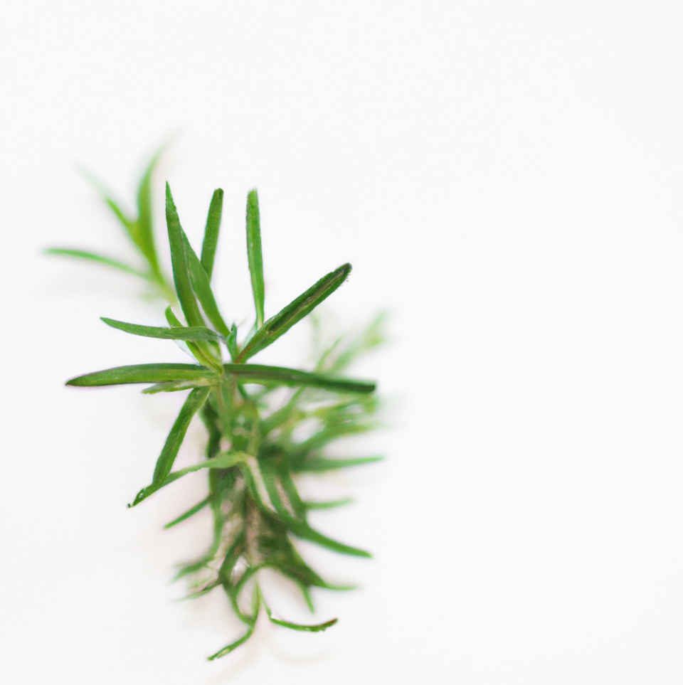 Le romarin, un anti-inflammatoire naturel.