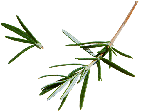 L'huile essentielle de romarin contre le psoriasis ?